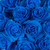Tinted Blue Roses 75 Stems Of 50 Cm Farm Direct Fresh Cut Flowers By Bloomingmore