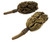 Josh's Frogs Magnolia Pods (includes 5 Pods)