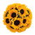 Sunflower - Fresh Cut Flowers - Yellow - 80 Stems - By Bloomingmore