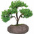 Brussel's Green Mound Juniper Over Rock Bonsai - X Large - (outdoor)