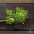 Premium Matcha