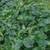 Burpee Organic Picklebush Cucumber Vegetable Seed, 1-pack