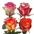 Roses 125 Stems Of 40 Cm Assorted Bicolor Growers Will Choose From Hot Pink, Light Pink, Yellow, White, Orange Colors Farm Direct Fresh Cut Flowers By Bloomingmore