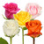 Roses 50 Stems Of 50 Cm Assorted Grower Will Choose From Hot Pink, Light Pink, Yellow, White, Orange Colors Farm Direct Fresh Cut Flowers By Bloomingmore