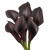 30 Stems Of Dark Purple Color Calla Lilies- Beautiful Fresh Cut Flowers- Express Delivery
