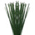 Green Horsetail - Fresh Cut - 200 Stems