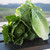 Lettuce - Jara Mto Organic Seed - Romaine Style Lettuce Seeds - 50 Seeds