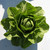 Lettuce - Jara Mto Organic Seed - Romaine Style Lettuce Seeds - 50 Seeds