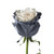 "painted Gray Fairy" Roses - 50 Cm - Fresh Cut Flowers - 50 Stems - Gray Roses - By Bloomingmore