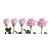Light Pink Roses 40 Cm - Fresh Cut - 125 Stems