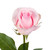 Light Pink Roses 40 Cm - Fresh Cut - 125 Stems