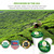 Teavity Organic Moringa Green Tea | Green Tea Pod For Keurig Brewers | 36 Pods (pack Of 1)