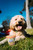 Pooch Creamery- Peanut Butter Flavor, 5.25-oz Cup