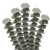 50 Stems Of Eucalyptus