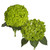 Assorted Emerald Hydrangeas - Fresh Cut Flowers - 30 Stems - By Bloomingmore