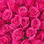 Hot Pink Roses 50 Cm - Fresh Cut - 50 Stems