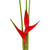 Red Heliconia Iris - Fresh Cut - 6 Stems