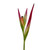 Heliconia Sassy - Fresh Cut - 50 Stems