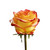 Roses 75 Stems Of 50 Cm Bicolor Yellow And Red Farm Direct Fresh Cut Flowers By Bloomingmore