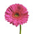 Hot Pink Gerberas 50 Cm - Fresh Cut - 50 Stems