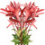 Photinias - Fresh Cut - 100 Stems