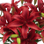 28 Blooms Of Red Color Asiatic Lilies 8 Stems- Beautiful Fresh Cut Flowers- Express Delivery