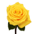 50 Stems Of Golden Star Roses- Fresh Flower Delivery