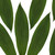 Bloomingmore Everyday Greenery Aspidistra, Green - Fresh Cut - 150 Stems