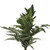 Grandiose Mixed Greens Bouquet 5 Pack Of Farm Direct Fresh Cut Flower Bouquets Of Mixed Greenery By Bloomingmore