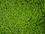 (price/pack)commodity Fancy 4 Sieve Sweet Pea #10 Can - 6 Per Case