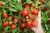 Tomato Cherry Pack Of 12