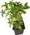 Mojito Mint Live Plant (mentha X Villosa)