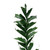 Palm Fish Tail - Fresh Cut - 40 Stems