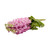 Pink Stock - Fresh Cut - 140 Stems