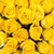 Yellow Roses 60 Cm - Fresh Cut - 100 Stems