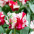 Tulip Flower Bulbs Parrot Form, Estella Rijnveld From Easy To Grow Bulbs