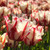 Tulip Flower Bulbs Parrot Form, Estella Rijnveld From Easy To Grow Bulbs