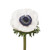 Anemones 140 Stems Of Panda White And Blue Farm Direct Fresh Cut Flowers By Bloomingmore