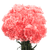 100 Stems Of Pink Carnations