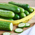Fresh Organic Mini Cucumbers, 1lb Bag