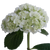 30 White Mini Hydrangea Flowers- Beautiful Fresh Cut Flowers- Express Delivery