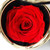Novobey Preserved Flower Rose, Immortal Flowers, Gifts For Women, Mother's Day, Valentine's Day, Anniversary, Birthday, Flower, Roses, Love