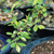 Brussel's Chinese Elm Bonsai - Medium - (outdoor)