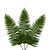 Flat Fern - Fresh Cut - 150 Stems