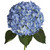 "shocking Blue" Hydrangeas - Fresh Cut Flowers - 30 Stems - By Bloomingmore