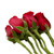 Roses 50 Farm Direct Fresh Cut Red Do It Yourself Prewired Wired Roses By Bloomingmore