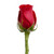Roses 50 Farm Direct Fresh Cut Red Do It Yourself Prewired Wired Roses By Bloomingmore