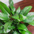 6 Inch Peace Lily - Beautiful White Flowers - Detoxifies Air