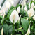 6 Inch Peace Lily - Beautiful White Flowers - Detoxifies Air