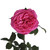 Garden Rose Baronesse 36 Stems Of 40 Cm Hot Pink Farm Direct Fresh Cut Flowers By Bloomingmore